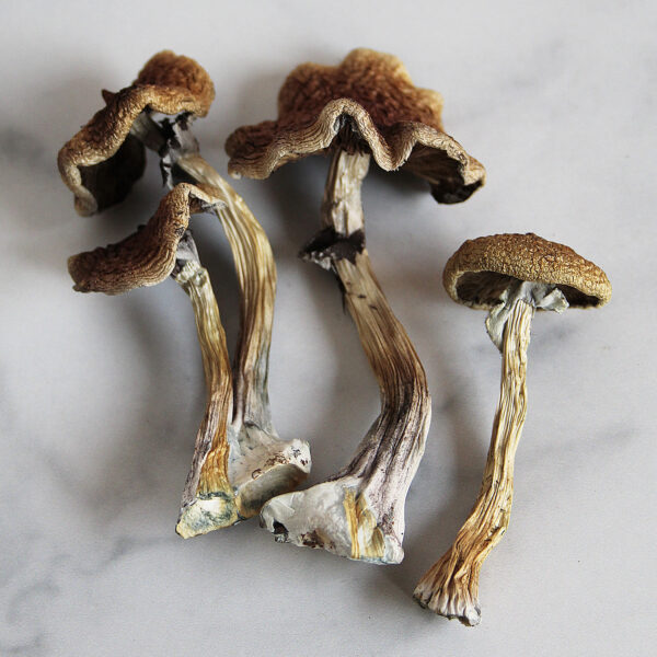 buy Great White Monster Magic Mushrooms online